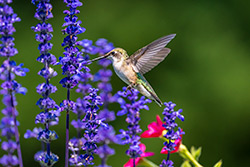 Photos Colibri